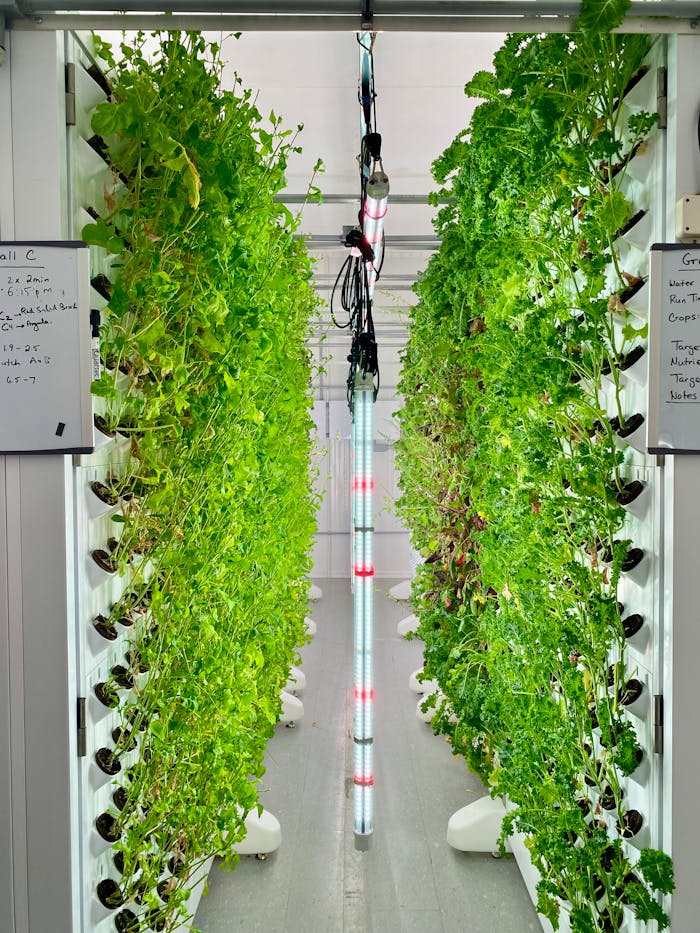 Vertical hydroponics system with lush greens and LED lights.